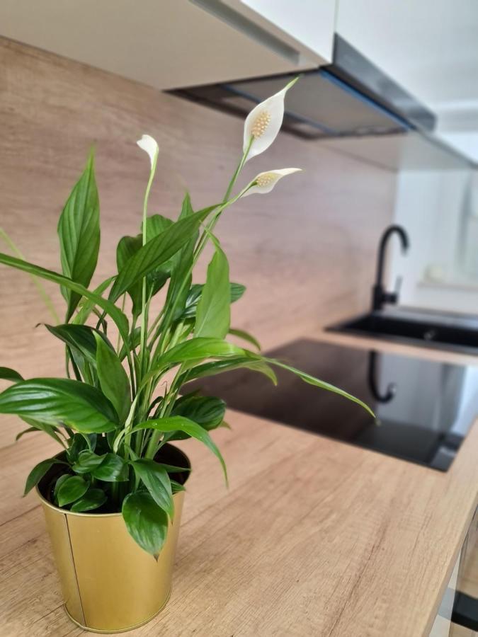 Andy Appartement *